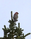 Pine Grosbeak